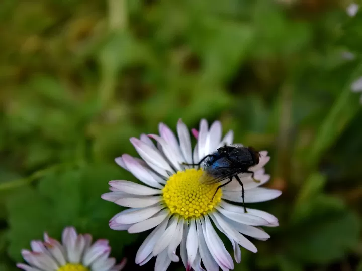mercedes blanche medicina letal