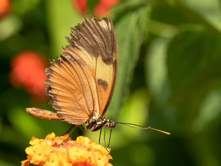 muestras gratis suavinex