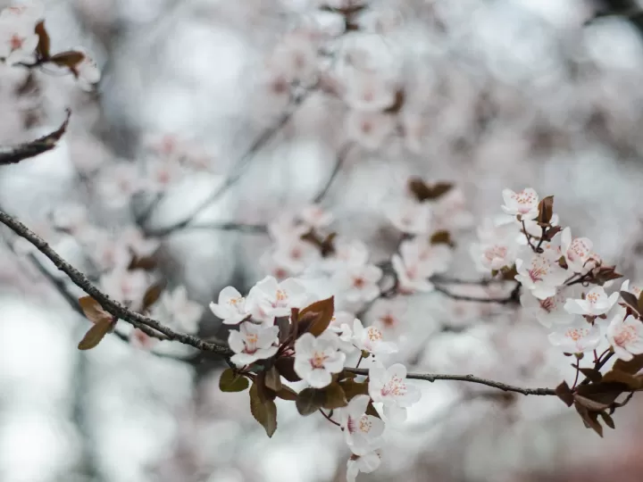 nivea flor de cerezo