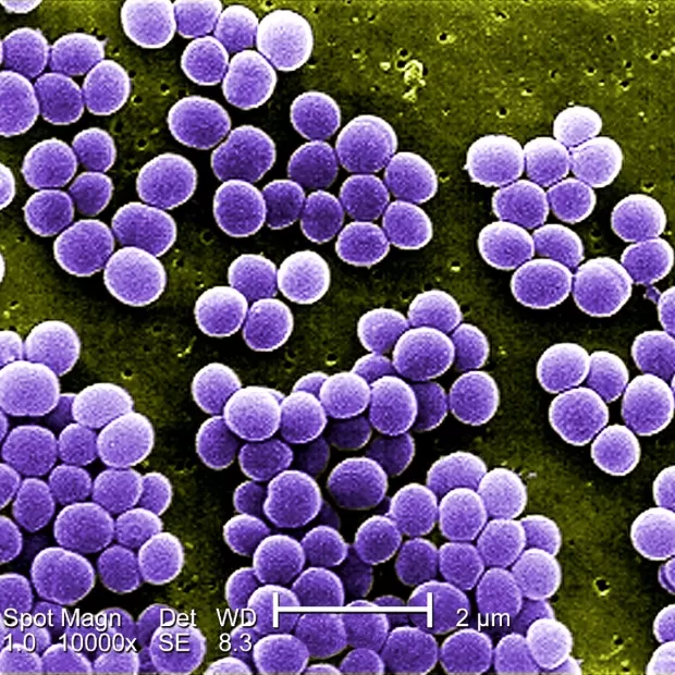 nombres de clones de perfumes iap pharma
