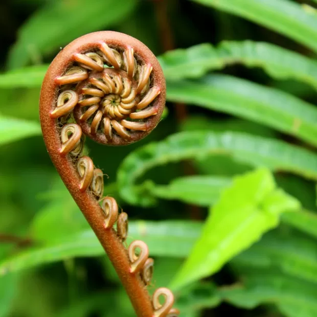 npro bifidus biota