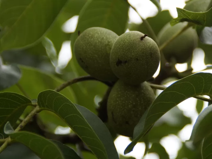 nueces de macadamia propiedades y contraindicaciones
