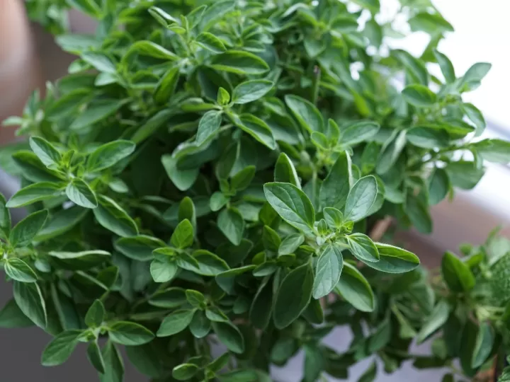 peligros del orégano