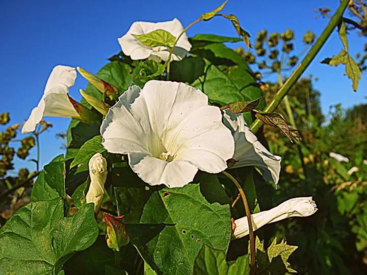 perfume gloria de cacharel