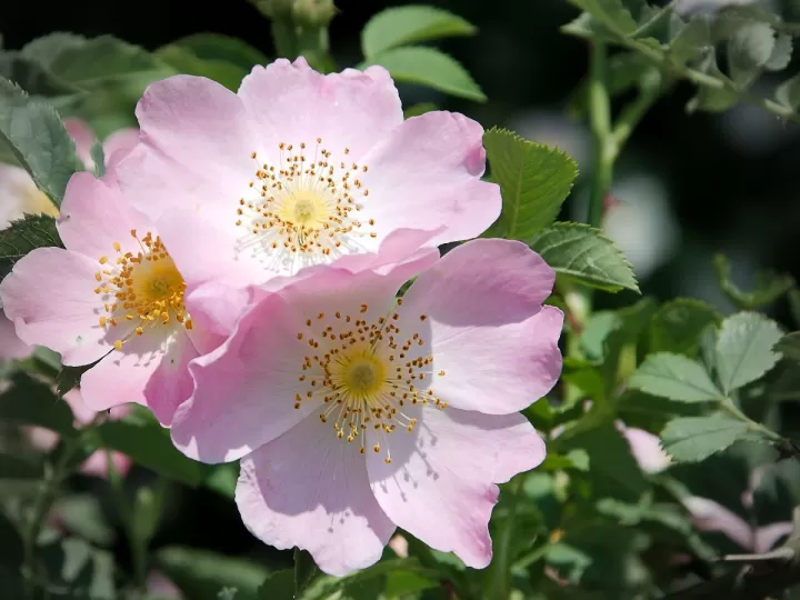 pintauñas rosa palo