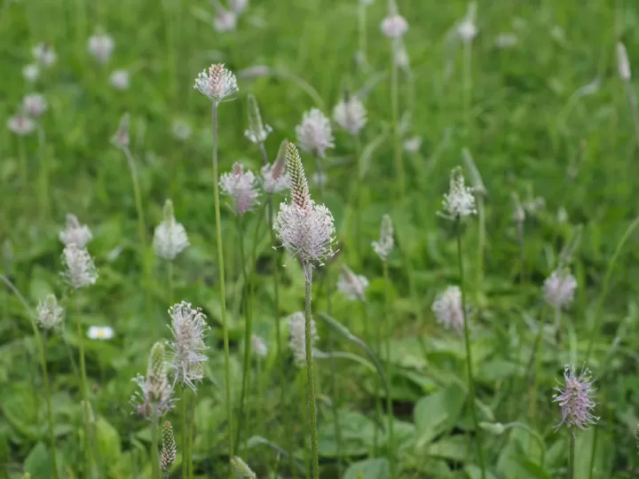 plantago ovata mercadona