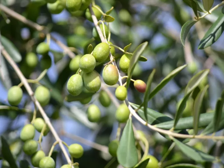 precio del kilo de aceituna para aceite