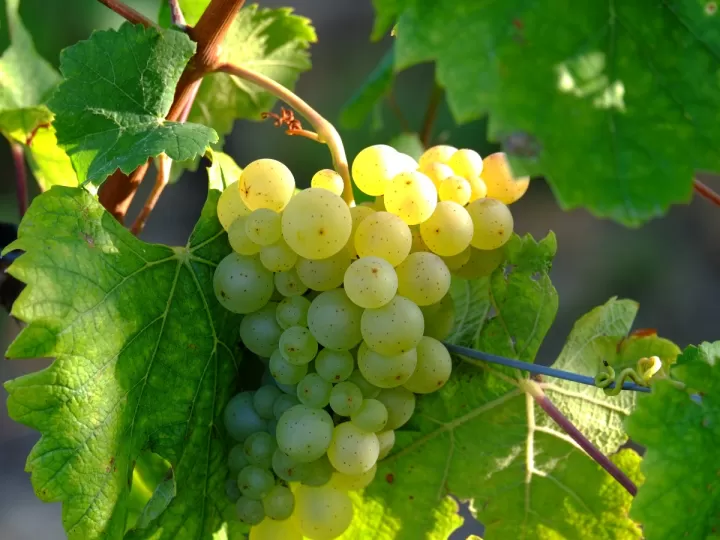 propiedades de la uva blanca sin semilla