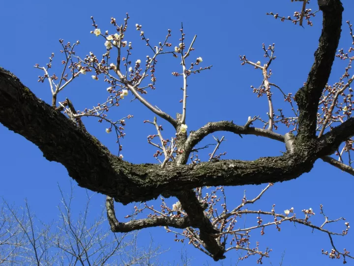 prunus armeniaca kernel oil