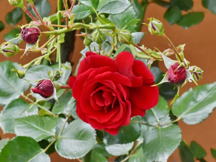 ramos de flores por 10 euros