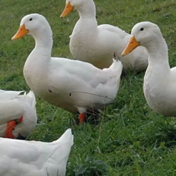 Razas de patos ponedores