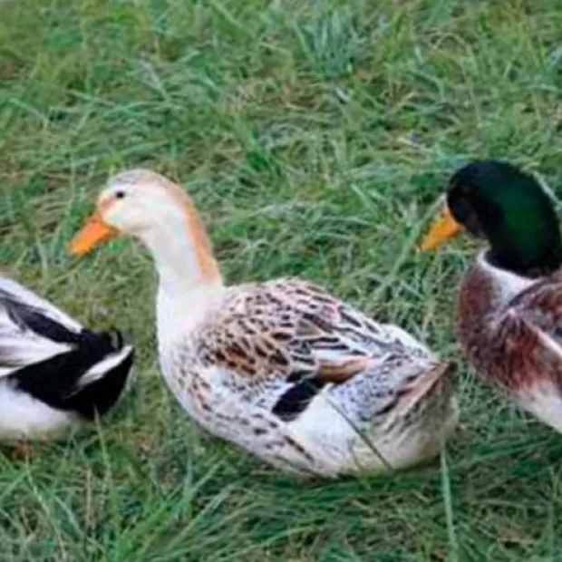 Razas de patos ponedores