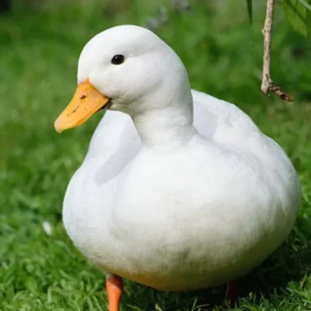 Razas de patos ponedores