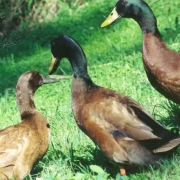 Razas de patos ponedores