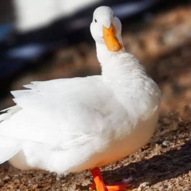 Razas de patos ponedores