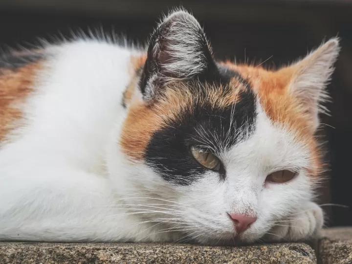 remedios caseros para que el pelo blanco no amarillee