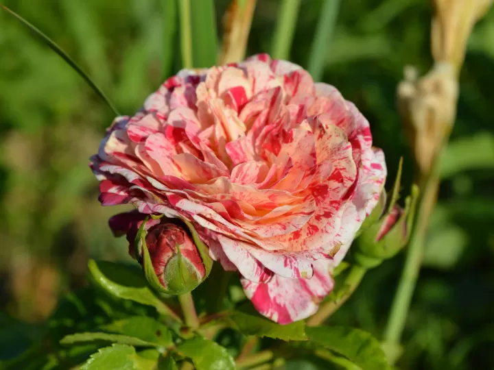 rosal abracadabra comprar