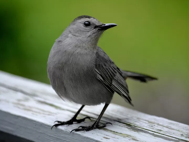 se le puede echar betadine a un pájaro