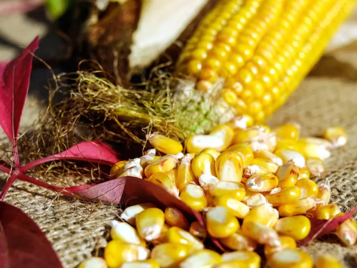 semillas de mijo para sacos térmicos