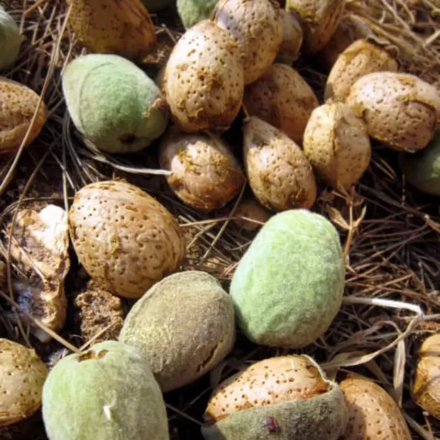 simmondsia chinensis seed oil