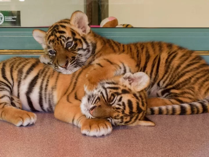 tiger urban bags