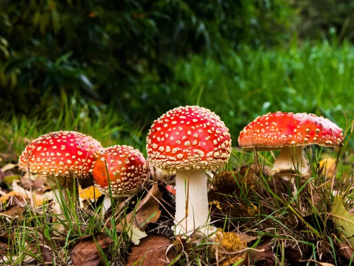 tratamiento hongos uñas pies mercadona