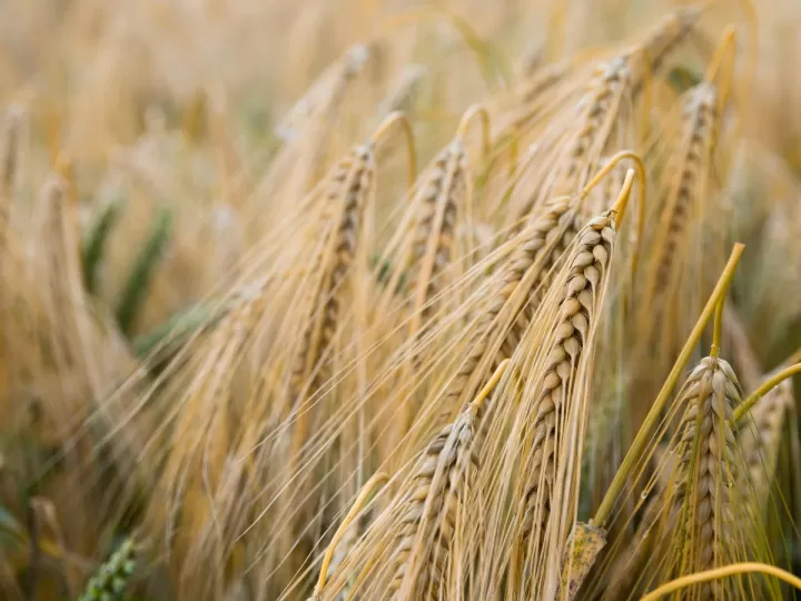 trigo en grano mercadona