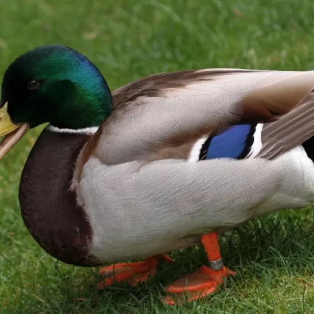 Un tipo de pato muy peleón