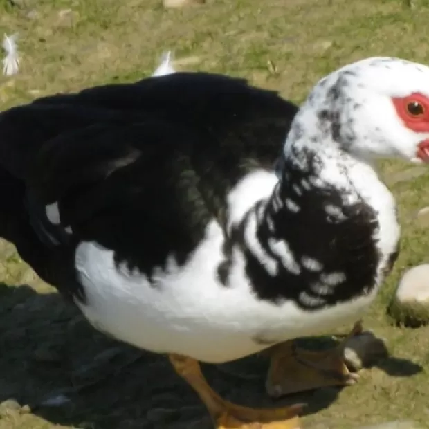 Un tipo de pato muy peleón