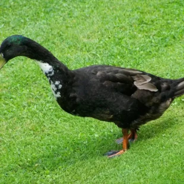 Un tipo de pato muy peleón