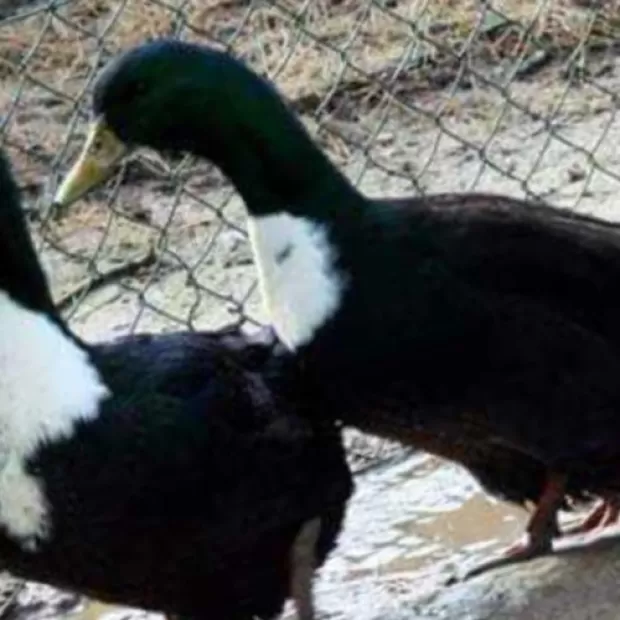 Un tipo de pato muy peleón