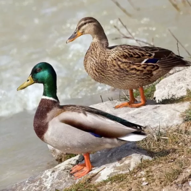Un tipo de pato muy peleón