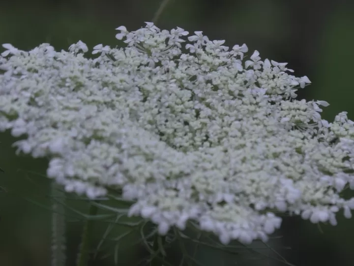 valeriana lidl