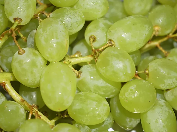 vitis vinifera seed oil