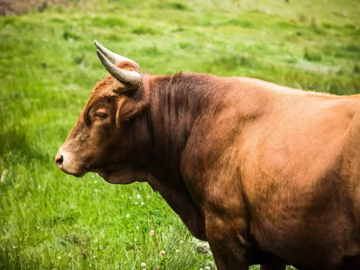 voz del toro la vaca y otros animales